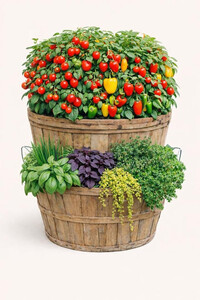 Wed May 27  Pizza Pots 260527101